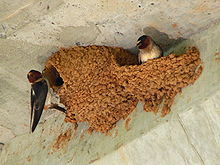两只悬崖燕子在做泥巢。请注意鸟巢是如何粘在这个建筑物的墙上的。