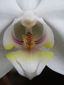 Közelkép egy Phalaenopsis virágról