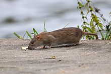 Norway rat (Rattus norvegicus), a worldwide successful neozoon