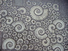 Fossila ammoniter av Coade stone på trottoaren utanför museet.