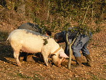 Tresowana świnia w Gignac, Lot, Francja
