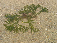 Kuolleen miehen sormet (Codium fragile) Massachusettsin rannikon edustalla Yhdysvalloissa.  