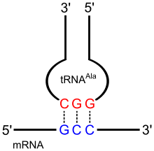 An example of the pairing of the codon on an mRNA with the complementary anticodon of a tRNA, here the alanine-loaded tRNAAla, whose anticodon matches GCC.