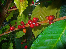Kaffeplanta (Coffea arabica), med frukter. Frukterna, som används för att göra kaffe, innehåller koffein.  