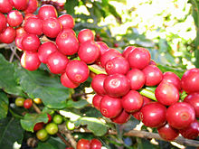 Koffievruchten (bonen)