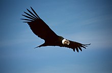 De Andes-Condor is de nationale vogel van Chili...