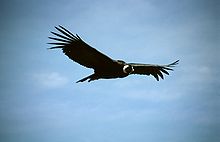Ein Andenkondor im Aufwind. Dies ist einer der größten flugfähigen Vögel.