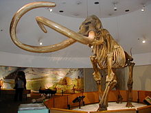 Zeelands mammoet, ook bekend als Zed, skelet uit de teerputten tentoongesteld in het George C. Page Museum