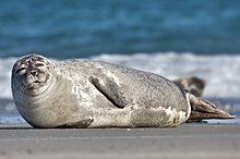 Seal on the North Sea island of Helgoland Dune