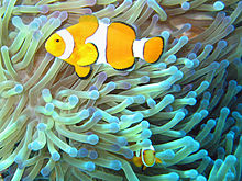 En vanlig clownfisk i en havsanemon. Fisken lever i symbios med anemonen.