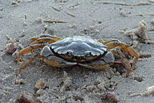 Common shore crab (Carcinus maenas)