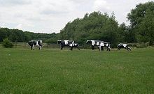 "Бетонни крави" на Лиз Лейх