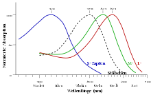 Sensitivity distribution of human photoreceptors in rods (black dashed) and the three cone types (S, M and L).