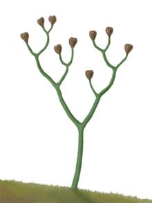 Cooksonia , vroegste vaatplant, midden Siluur  