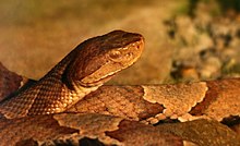 Copperhead käärme