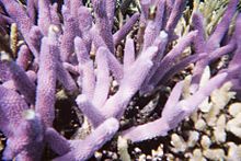 Koraal op Mackay Reef