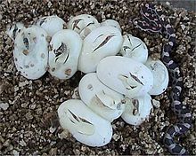 Eggs of the corn snake (Pantherophis guttatus) with hatching juveniles