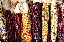Il mais è un esempio di coltura