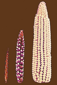 Selectief kweken heeft de weinige vruchtkassen van teosinte (links) getransformeerd in de rijen blootliggende korrels van moderne maïs (rechts).  