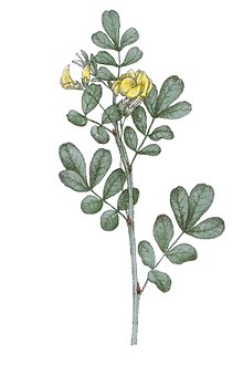 Scorpion Senna (Coronilla emerus) uit Dictionaire des plantes suisses 1853