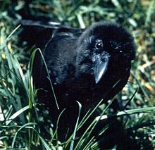 Hawaiikråkan eller alala (Corvus hawaiiensis) är nästan utdöd.  
