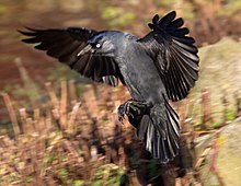 Jackdaw on approach. In flight, the species is faster and more agile than large crows, which often gives them an advantage at feeding sites.