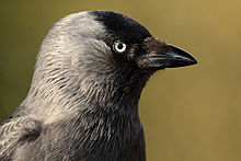 Head study of a jackdaw, taken in England. Birds of all populations have the same black-grey head pattern, but with varying saturation and contrast.