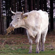 Koe eet wintervoer, Longdown Inclosure.