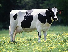 Μια αγελάδα γαλακτοπαραγωγής