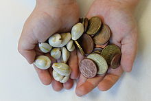 Eleven shells of the ring cowry snail and euro cent coins - such snails served as cowry money, mainly as small change