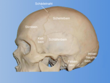 Brain skull of a recent Homo sapiens