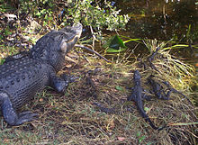 A female alligator with offspring in Everglades National Park, Florida.