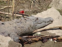 Sharp crocodile in the Cañón del Sumidero
