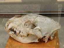 Skull of a spotted hyena: The domed skull and the strong molars are typical for the actual hyenas (Hyaeninae).