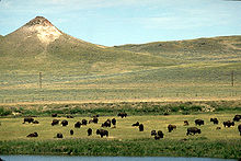 Búfalo en la pradera del condado de Crook  