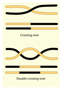 Schematic representation of a simple crossover and a double crossover