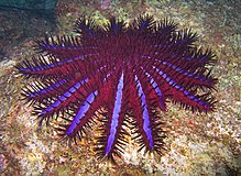 Inusual estrella de mar de colores brillantes, Tailandia