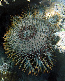 Uma coroa de espinhos de estrelas-do-mar