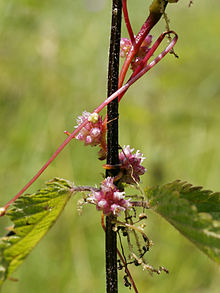 开花的菟丝子（Cuscuta europaea