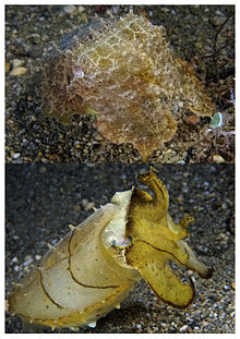 Deze breedlipinktvis (Sepia latimanus) kan in minder dan een seconde overgaan van een kleurschakering van bruintinten (boven) naar een kleurschakering van geel met donkere stukjes (onder).
