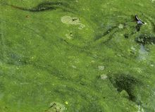 "Bloom" van cyanobacteriën, in een vijver