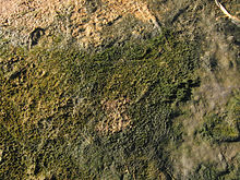 De cyanobacterieel-algale mat, zoutmeer aan de kust van de Witte Zee