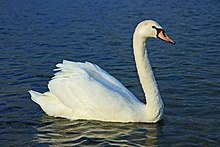 Un cisne, como se encuentra comúnmente en Europa