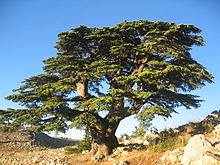 Cedro do Líbano em Barouk, Líbano