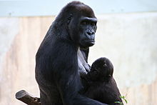 Mãe e bebê gorila no Zoológico Nacional