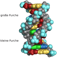 Molecular structure of a DNA double helix