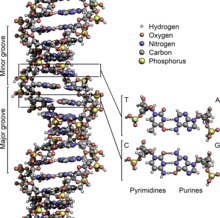 DNA Structure Key Labelled NoBB