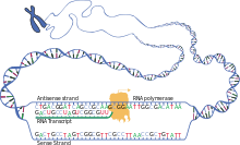 Representation of the transcription of genetic information from a DNA segment into an RNA transcript, where U then stands in place of T.