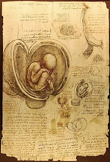 Una pagina del diario di Leonardo che mostra il suo studio di un feto nel grembo materno (1510 ca.) Biblioteca Reale, Castello di Windsor