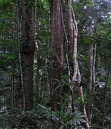 Het Daintree-regenwoud  